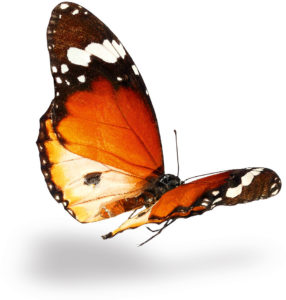 dcc-slider-home-1-butterfly